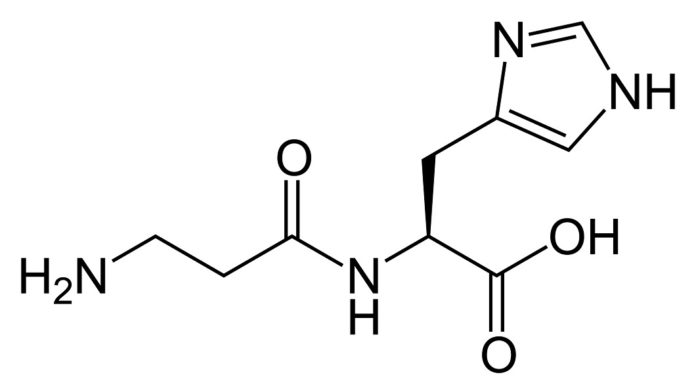 Avantages et bienfaits de la carnosine