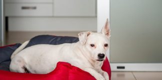 Conseils pour dresser un chien vivant en appartement