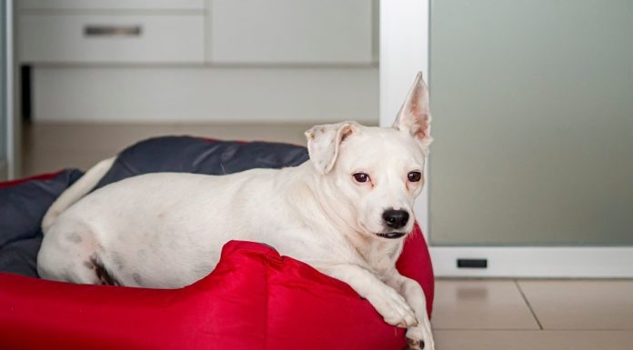 Conseils pour dresser un chien vivant en appartement